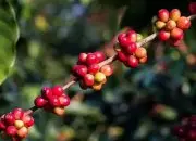 乌干达-布吉苏AA日晒咖啡豆风味口感描述