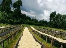 乌干达原生种-水洗布吉苏AA咖啡详细介绍风味口感描述