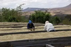 危地马拉薇薇特南果产区洛斯马庄园咖啡豆的独特风味介绍
