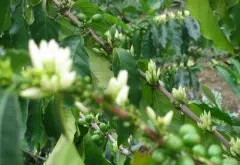 哥斯达黎加拉斯拉哈斯庄园黑珍珠有什么独特之处 顶级咖啡豆介绍