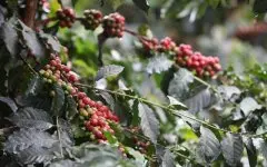 巴西喜拉多咖啡口感风味特点 巴西喜拉多咖啡豆烘焙记录