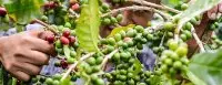 埃塞俄比亚精品咖啡产区西达摩和耶加雪菲 咖啡风味多元的西达摩