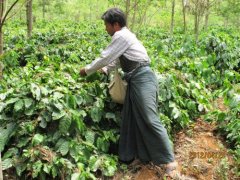 危地马拉咖啡有几个品种 恰卡亚圣地牙哥合作社庄园介绍