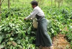 危地马拉咖啡有几个品种 恰卡亚圣地牙哥合作社庄园介绍