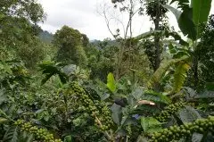 苏门答腊咖啡塔肯刚产区曼特宁介绍 曼特宁的商标商品定义