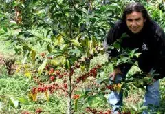 哥伦比亚三大庄园咖啡豆品种种植发酵处理法风味口感特点对比描述