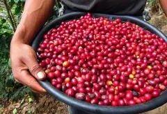 危地马拉最好的咖啡花神咖啡起源故事-安提瓜拉米妮塔集团背景