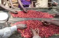 埃塞俄比亚咖法森林介绍 埃塞俄比亚卡法比塔庄园日晒原生种咖啡