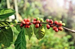 巧克力味重的咖啡推荐 哥斯达黎加咖啡顶级塔拉珠产区介绍
