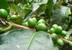 哥斯达黎加咖啡哪个处理法比较好 圣伊斯德罗庄园手选精品豆介绍