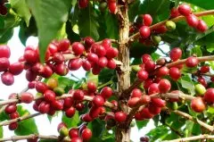 巴拿马咖啡竞赛常胜庄园 艾利达咖啡庄园精选日晒咖啡豆介绍