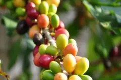 哥斯达黎加特有的珍惜咖啡品种-薇拉沙奇 托布希庄园蜜处理介绍