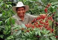 危地马拉咖啡特性、用途及咖啡产地&产量、历年咖啡产品产销概况