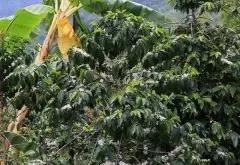 危地马拉安提瓜咖啡品牌安提瓜火山 花之峰/胡娜朴 水洗SHB介绍