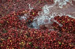 哥斯达黎加有什么独特的咖啡吗 卡内特庄园蜜处理黄卡杜艾莫扎特
