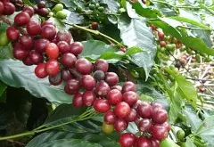 巴拿马咖啡90+处理公司日晒处理法Level39展望风味种植介绍