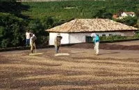萨尔瓦多咖啡豆口感特点 萨尔瓦多咖啡五大产区及庄园故事介绍