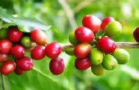 萨尔瓦多咖啡手冲体验 萨尔瓦多极品咖啡的风味口感香气描述
