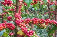萨尔瓦多咖啡克里曼庄园说明与冲煮建议 萨尔瓦多古老的咖啡产区