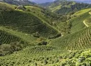 萨尔瓦多春天庄园咖啡种植管理技术 萨尔瓦多温泉咖啡风味