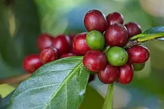 哥伦比亚咖啡豆做拼配咖啡怎么样 哥伦比亚咖啡的风味如何