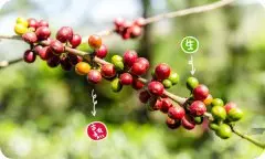 玛拉卡杜拉咖啡豆是什么品种的 橙果庄园水洗处理法杯测记录
