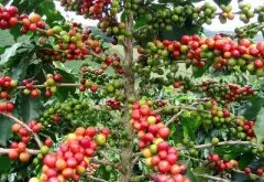 尼加拉瓜咖啡获奖庄园有什么特别之处 杯测水之睛庄园水洗处理法