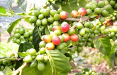 容易冲煮成功的咖啡豆-哥伦比亚咖啡豆 哥伦比亚 圣图阿里欧庄园