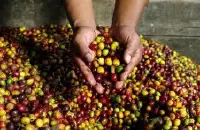 尼加拉瓜咖啡种植历史 尼加拉瓜咖啡产业现状介绍