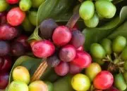 暴晒咖啡卡杜拉品种特性介绍 卡杜艾与卡杜拉咖啡的区分与关系
