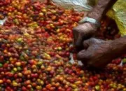尼加拉瓜咖啡瀑布庄园 红蜜处理卡杜拉咖啡品种介绍