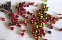 尼加拉瓜水洗卡杜拉咖啡 只种卡杜拉品种的Ojo de Agua 庄园