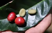 云南咖啡品种-卡帝姆(Catimor 卡第摩 卡蒂姆)种植情况介绍