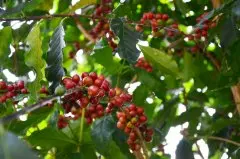 不在牙买加种植的蓝山咖啡风味如何 有小蓝山之称的蝴蝶庄园
