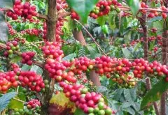 乌干达咖啡特性、用途、产地&产量 乌干达历年咖啡产品产销概况