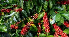 巴拿马咖啡家族Hartmann详细介绍 哈特曼庄园的咖啡品质如何