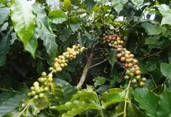 咖啡樱桃可以直接吃吗 咖啡樱桃吃起来怎样 最早食用的咖啡介绍