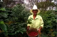 尼加拉瓜咖啡豆月光石是象豆吗？如何品尝尼加拉瓜咖啡