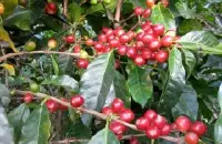尼加拉瓜全浆果处理法讲解 日晒和水洗处理法的结合-全浆果处理法