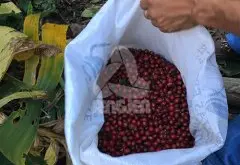 尼加拉瓜高品质咖啡豆 尼加拉瓜咖啡庄园Las Marias庄园信息介绍