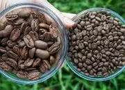 尼加拉瓜国宝象豆咖啡 Maragogype 中美洲唯一无锐利酸度的咖啡