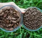 尼加拉瓜国宝象豆咖啡 Maragogype 中美洲唯一无锐利酸度的咖啡