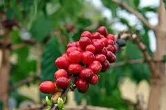 哥伦比亚咖啡慧兰产区的风味有什么独特之处 慧兰咖啡风味描述