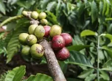 关于咖啡豆不同程度的常用叫法 从咖啡果实变成咖啡粉的过程