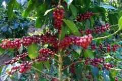 洪都拉斯咖啡产区介绍（四）：欧帕卡 Opalaca 黄金山脉咖啡特点