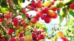 洪都拉斯咖啡种植情况介绍 洪都拉斯咖啡庄园圣文森处理厂