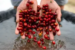 Papua New Guinea coffee巴布亚新几内亚咖啡产区Chimbu钦布省