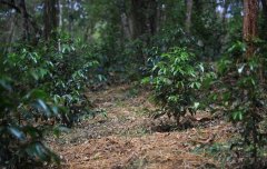 埃塞俄比亚单一庄园计划 埃塞俄比亚 咖啡庄园-卡法 比塔庄园