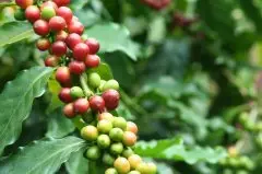 日晒处理法耶加雪菲G1最高级别 阿格西小农处理咖啡详细介绍