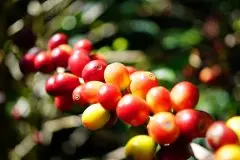肯尼亚AA TOP祈安布亚拉庄园最好的咖啡介绍 SL28、SL34独特品种